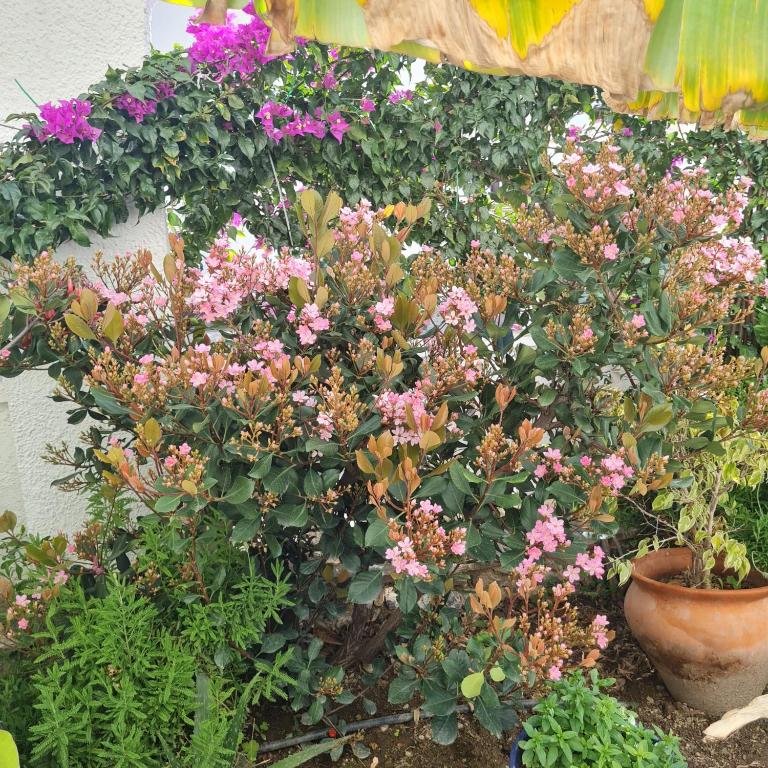 Casa Jazmin - 2