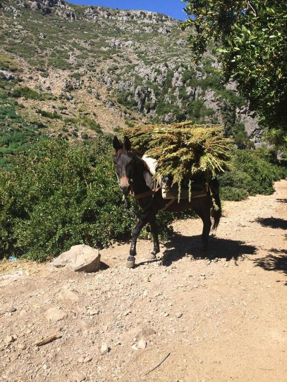 Guide montagne, Tahannout