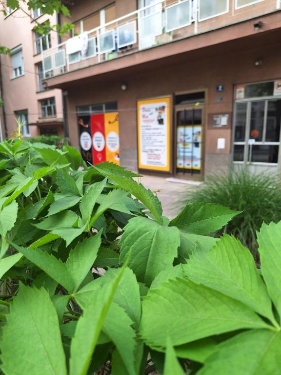 Apartman Rajna, Niš