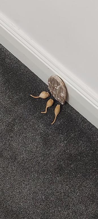 フロント・ロビー