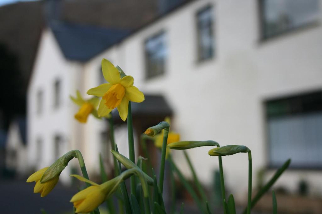 Padarn Apartment at Glanybala Holidays photo 7