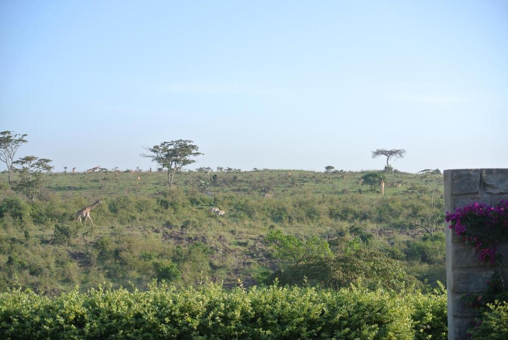 Nyati Hill Cottages photo