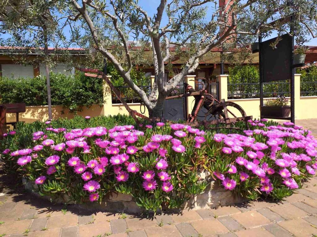 Monte studio app 2, Umag