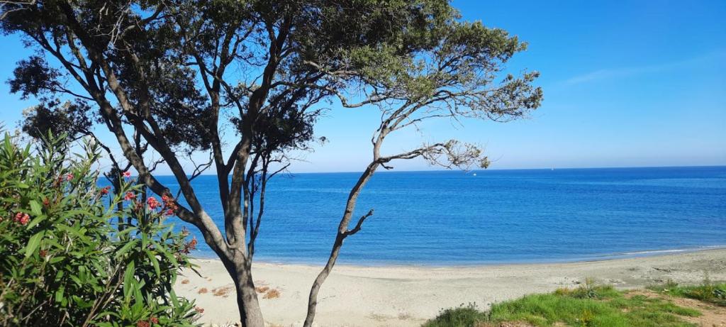 T3 vue mer direct plage clim N79, Linguizzetta