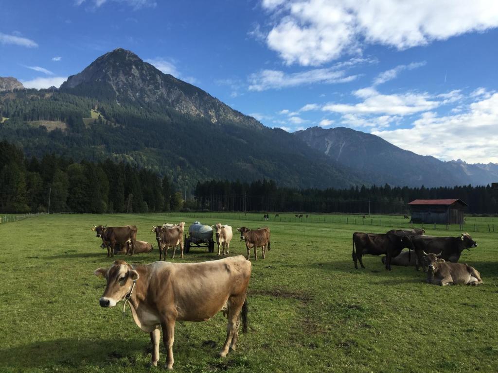 Steinbock Bed & Breakfast photo