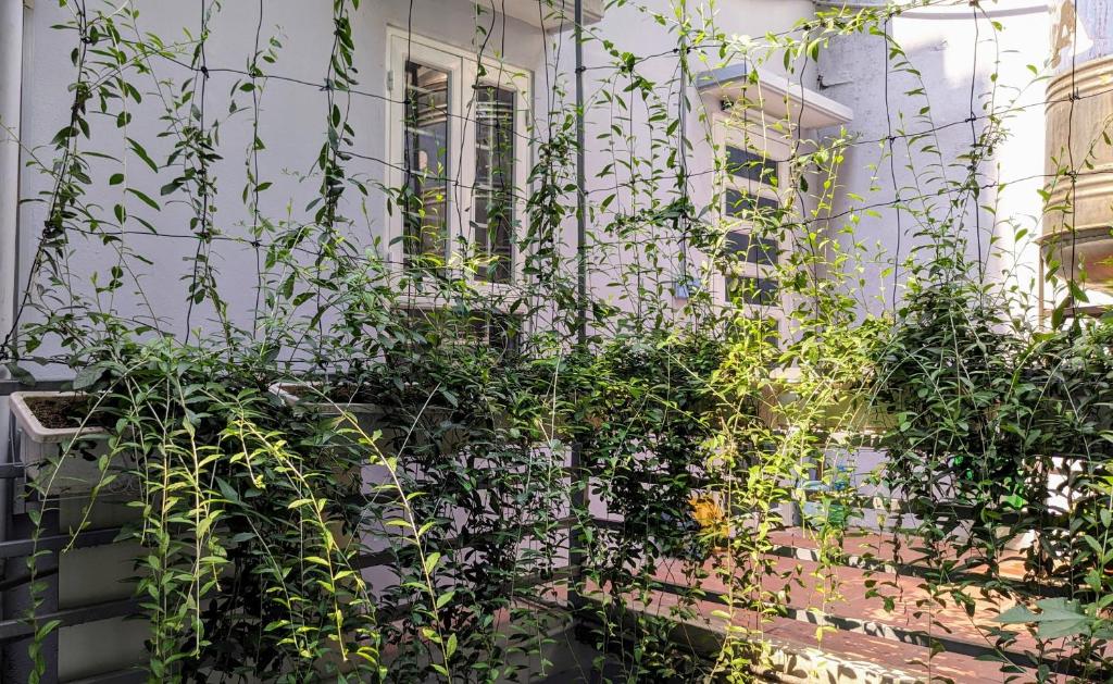 Goc nho Ha Noi Homestay
