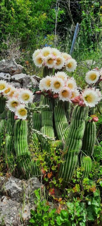 Rustic Home Grbalj - 4