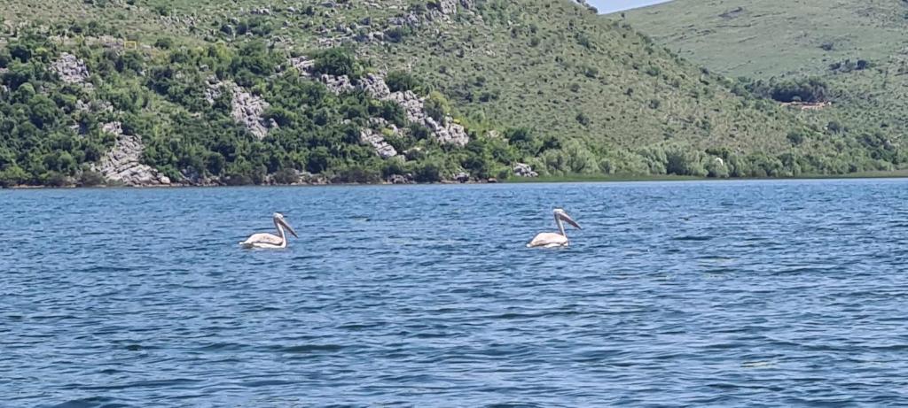 Holiday home Haustor with Skadar lake view - 5