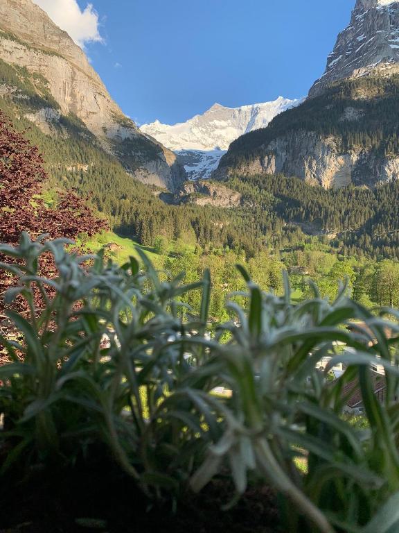 Velvet Eiger, Grindelwald