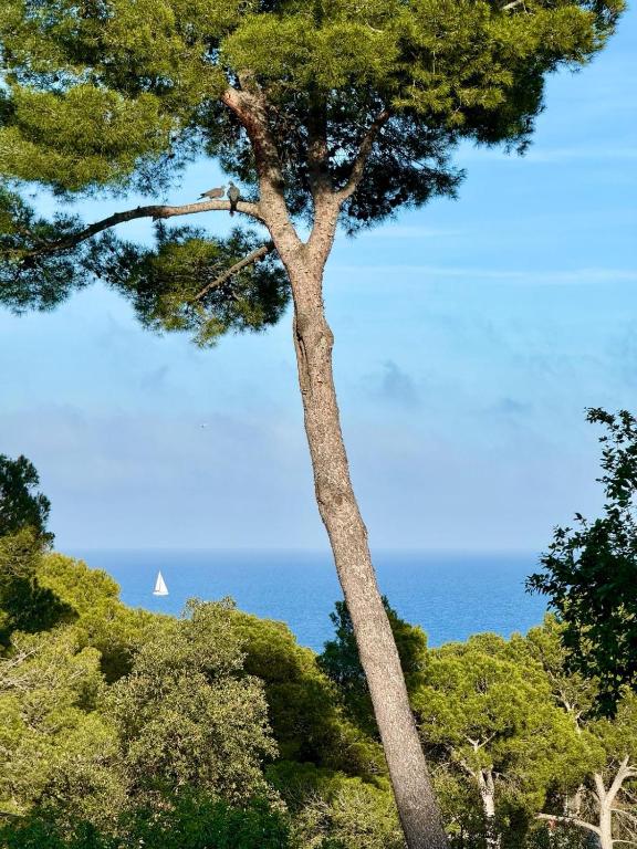 Apartment, short walk to the beach, Calella de Palafrugell