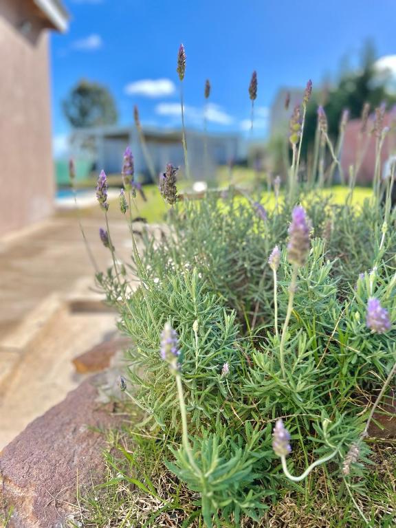 La Terracita de Tandil. Cabaña. House XS - 2