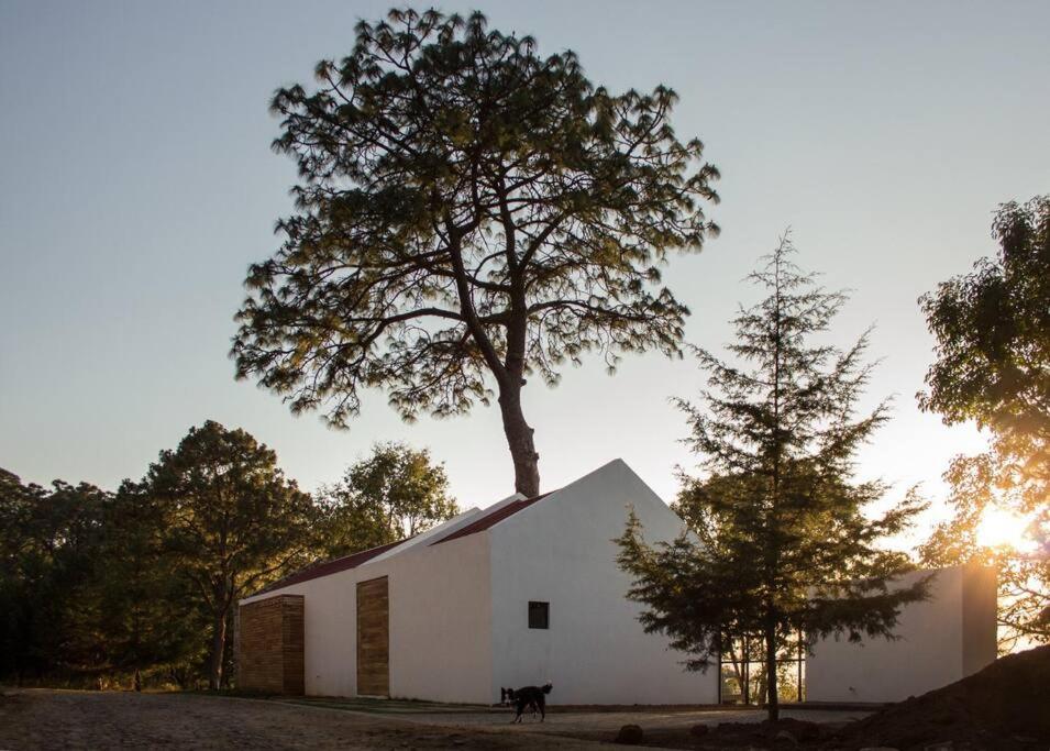 Casa Alrededor de un Pino - 4