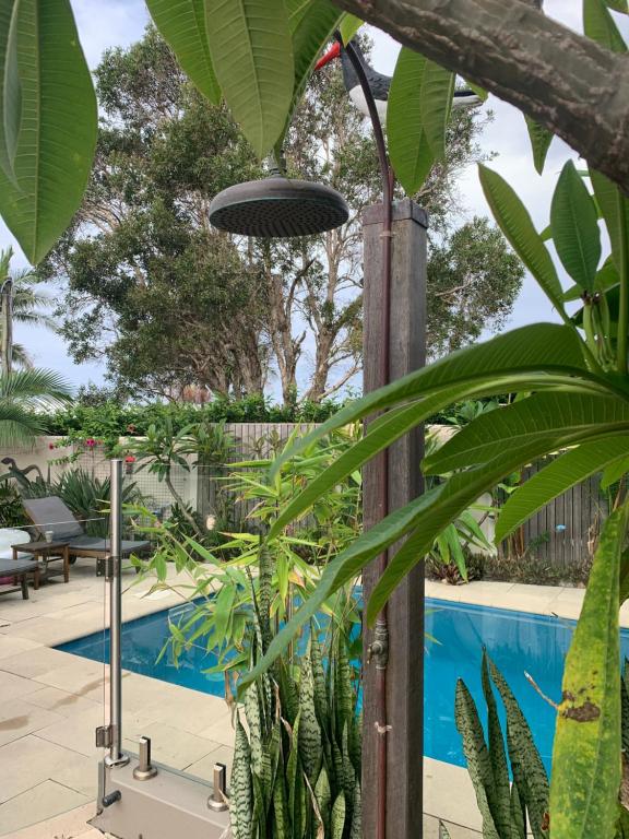 Pandanus, Emerald Beach