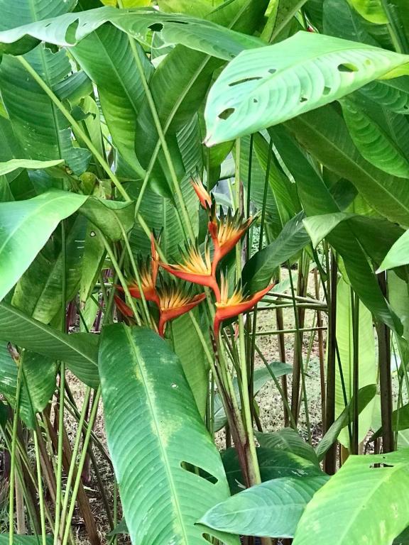 Surrounding environment