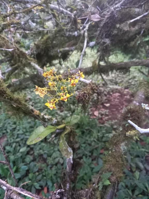 Magnolia, García Moreno