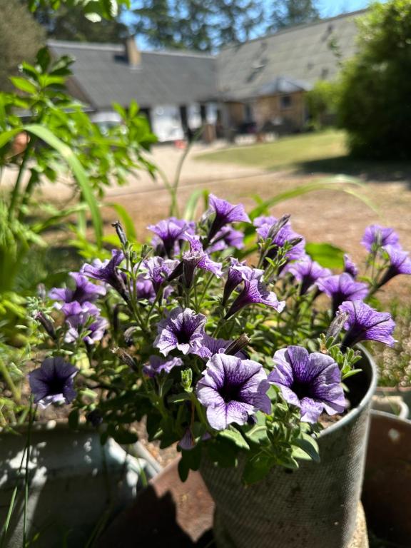 Skovbrynet 2 The place for you, Løkken