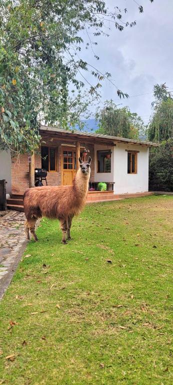Minicasa Romántica al Pie del Volcán - 1