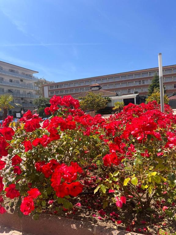 APCOSTAS Els Pins Lotus - 3