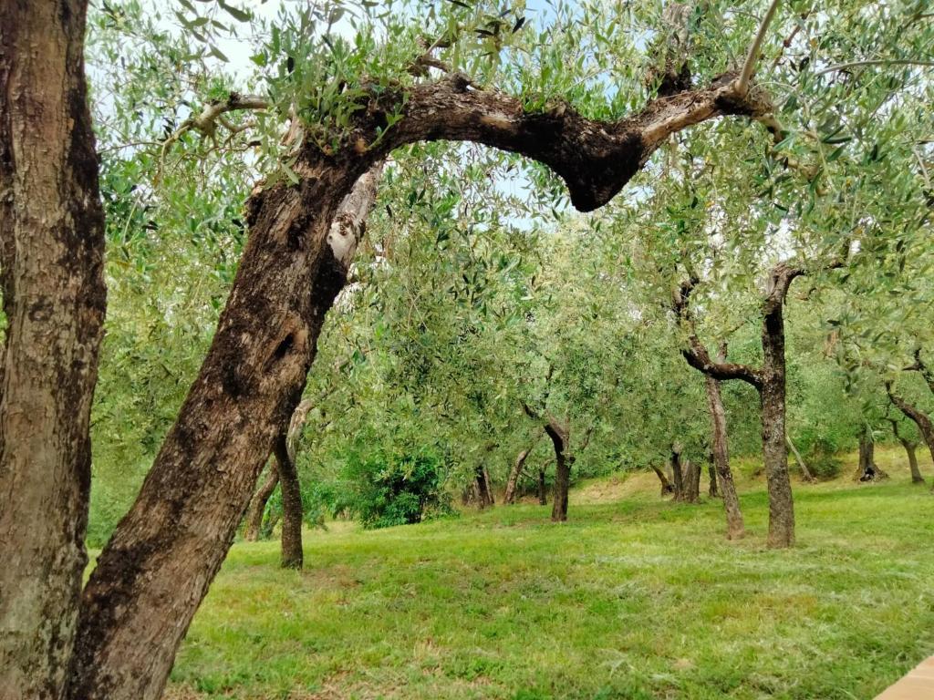 Lombardi Rita - Colle S. Martino - 5