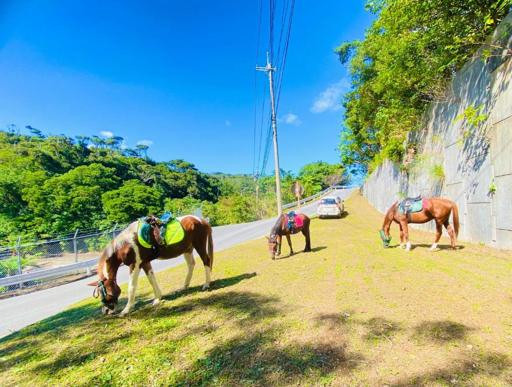 Horseback riding