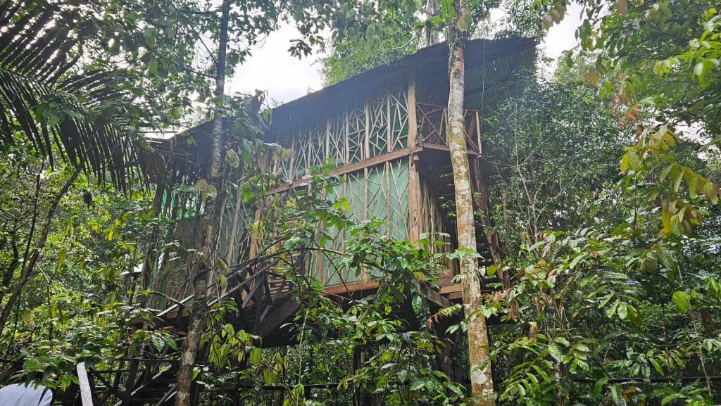 Casa en el arbol - Gecko 1 Familia del Tacana - 3