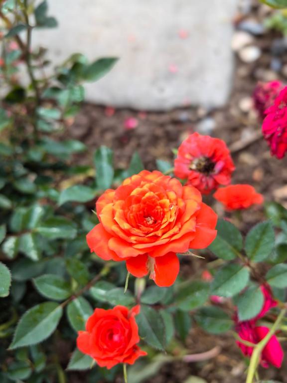 花園