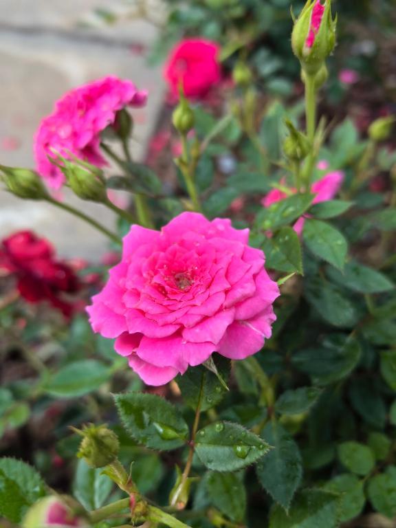花園