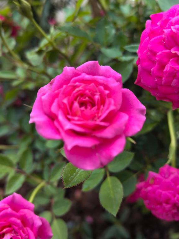 花園