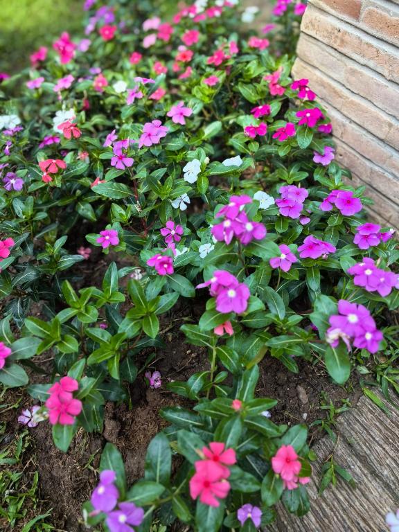 花園