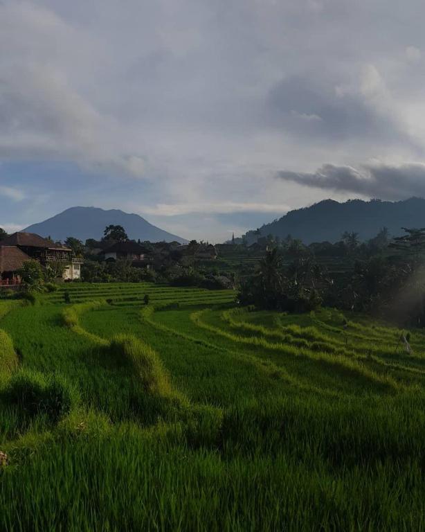 D&#8217;Janu Homestay