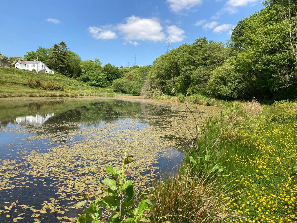 The Wrens Nest, Swansea