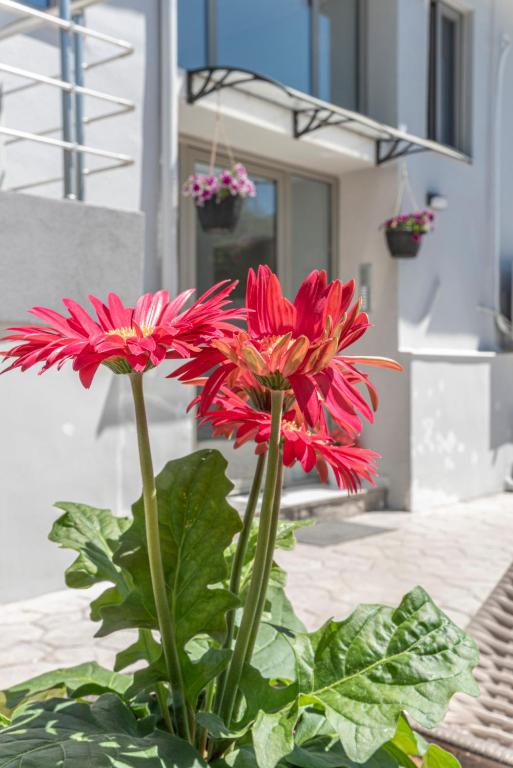 Nikis Apartment's, Kalamata