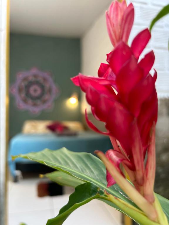 casa84, Barra de São Miguel