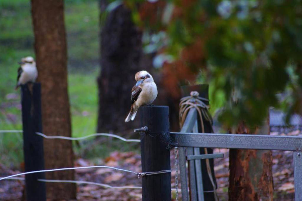 The Black Cockatoo Lodge Nannup photo