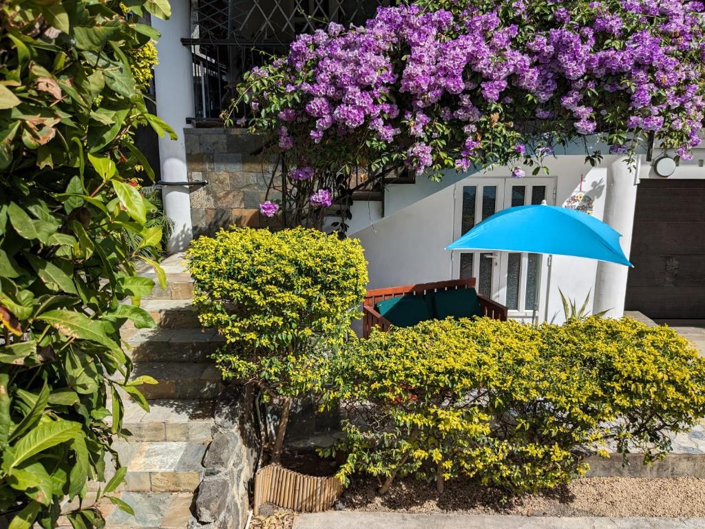 Captain's Quarters Studio, Palmyre