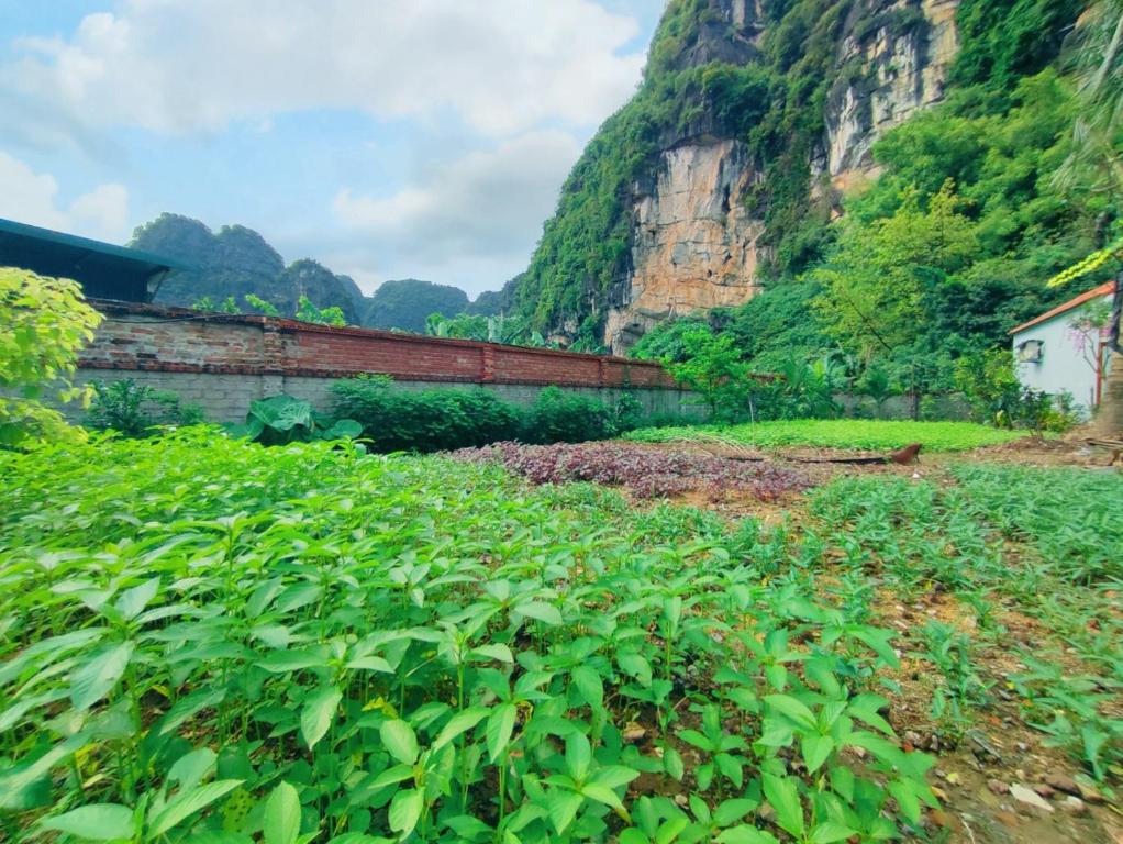 TRANG AN NATURAL MOUNTAINSIDE HOMESTAY