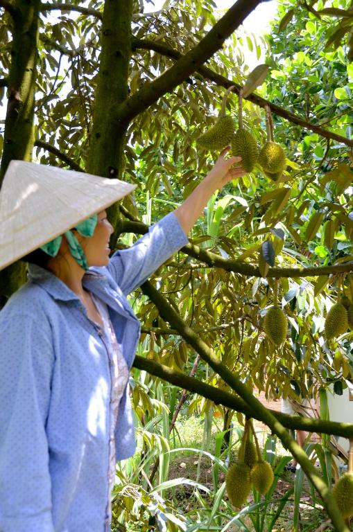 The Durian Lodge at Mekong photo