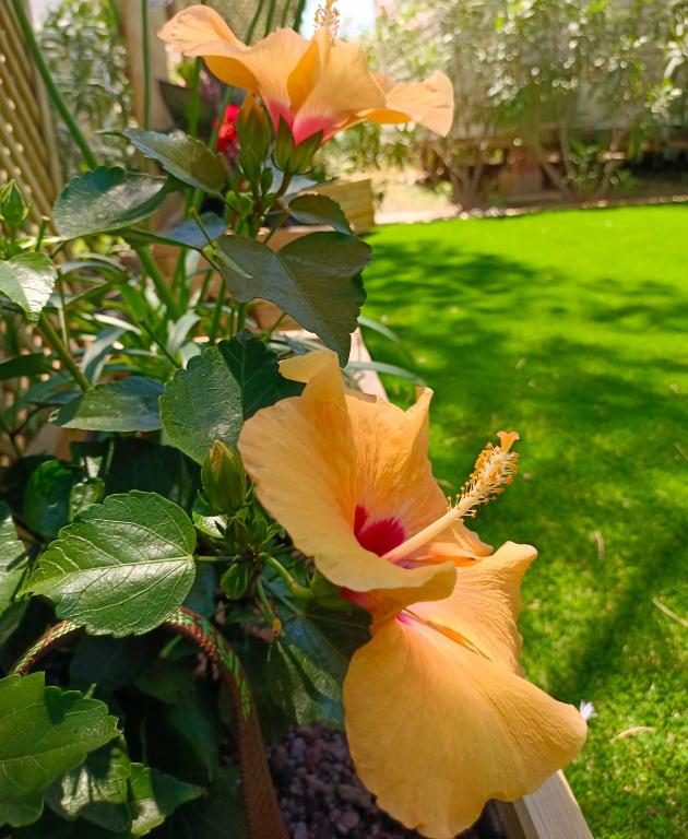 Le Lagon Rose nice bungalow Camping SIBLU le Mar Estang Canet-en-Roussillon, 2 rooms, 2 bathrooms, 2 TV, free WIFI, sheets & towels included, beach at 5 mn walk - 5