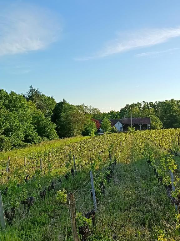 Gîte au milieu des vignes, Saint-Aignan