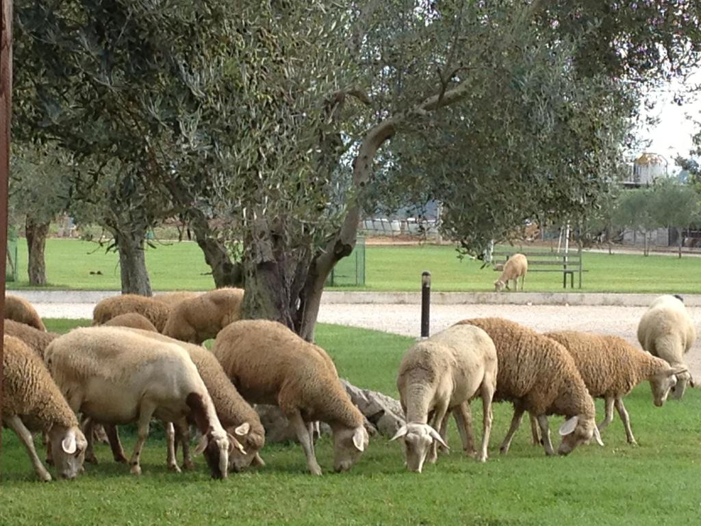 Agriturismo l'Ovile photo