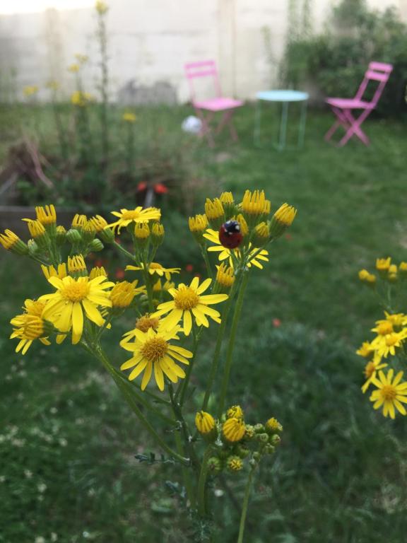 studio refait à neuf avec jardin partagé - 3