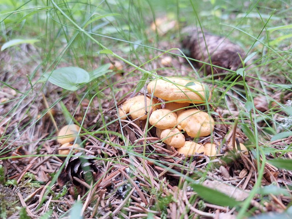 Naturpark Bauernhof Sperl - 3