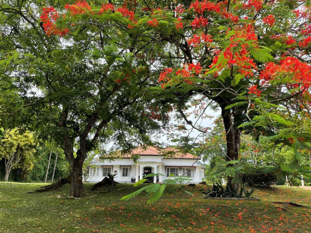 Chandana1941, Ambalangoda