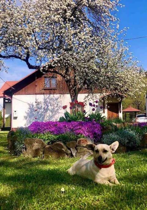 Kaczmarówka, Mchawa