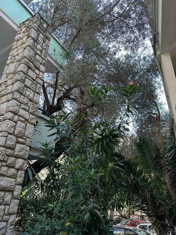 Apartment Oliva, Rafailovici - 5