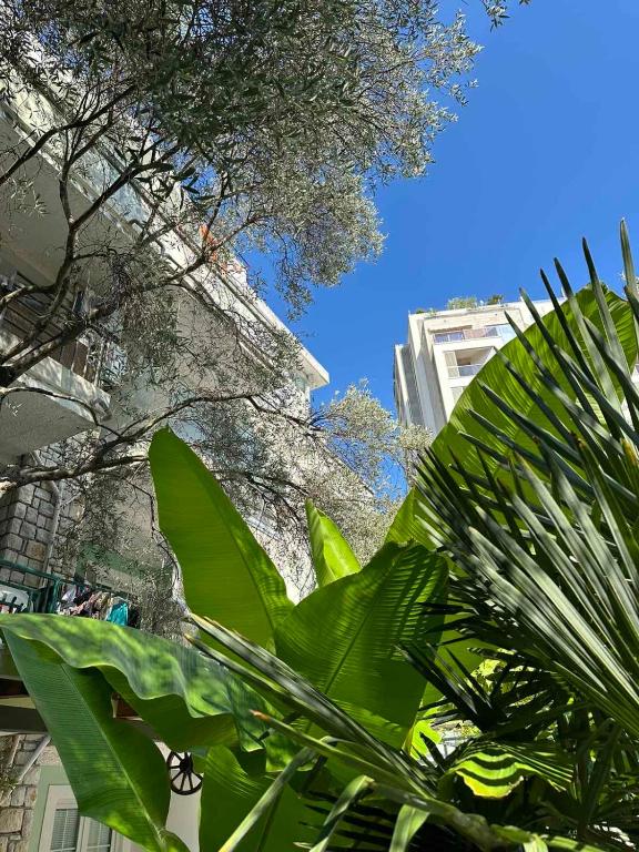 Apartment Oliva, Rafailovici - 4