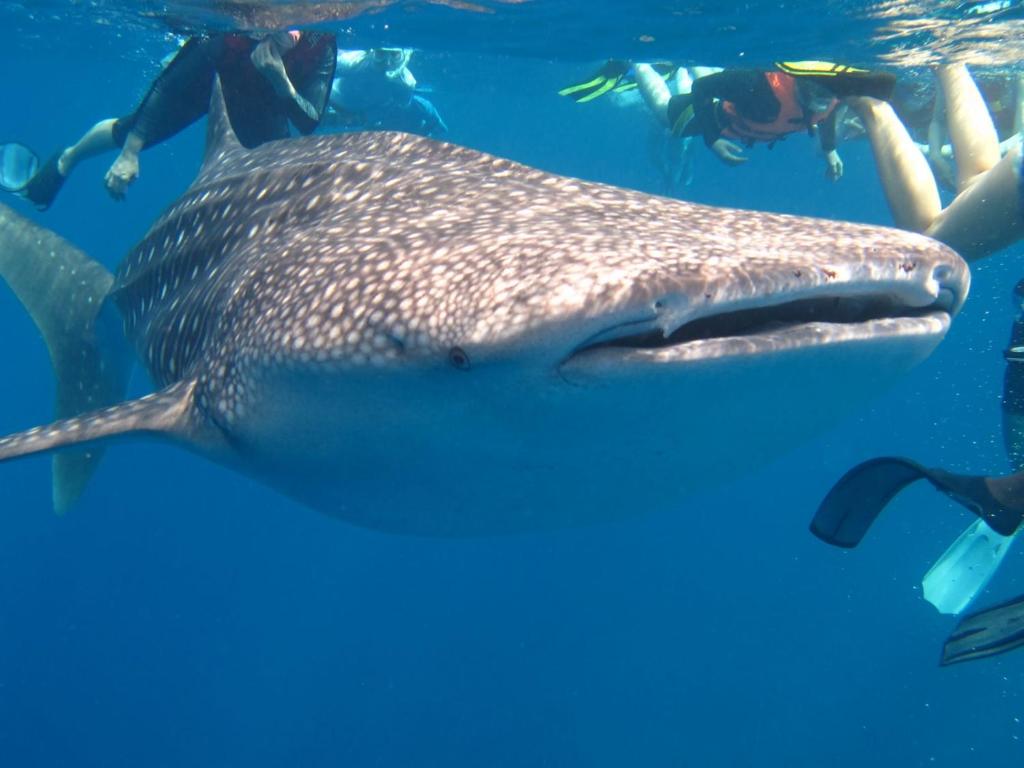 スポーツ/アクティビティ