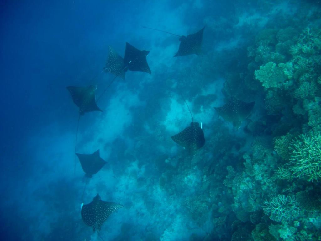 スポーツ/アクティビティ