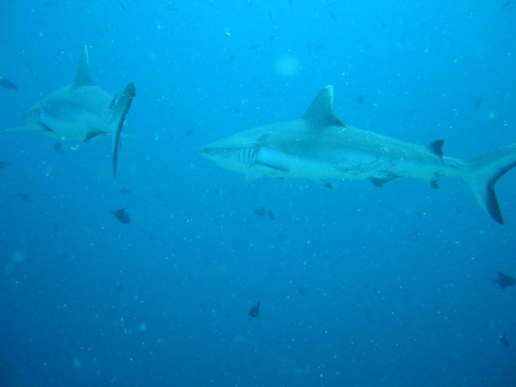 スポーツ/アクティビティ