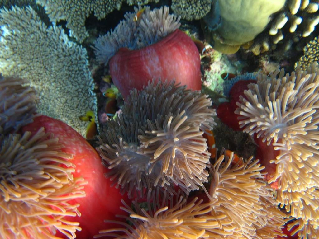 スポーツ/アクティビティ